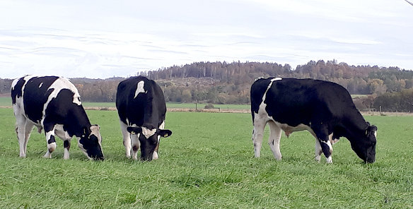 Honung från Folkareds Kvarn